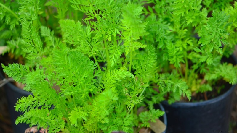 Container‑Friendly Vegetable Pairings: 9 Proven Combinations for Maximized Yield