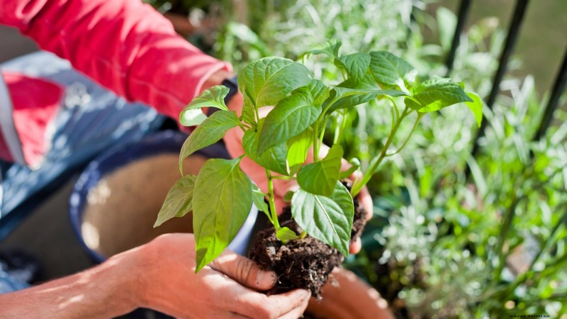 Container‑Friendly Vegetable Pairings: 9 Proven Combinations for Maximized Yield