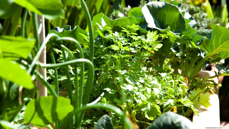 Container‑Friendly Vegetable Pairings: 9 Proven Combinations for Maximized Yield