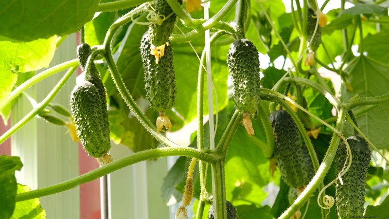 Container‑Friendly Vegetable Pairings: 9 Proven Combinations for Maximized Yield