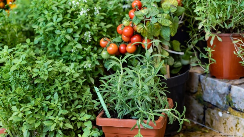 Container‑Friendly Vegetable Pairings: 9 Proven Combinations for Maximized Yield