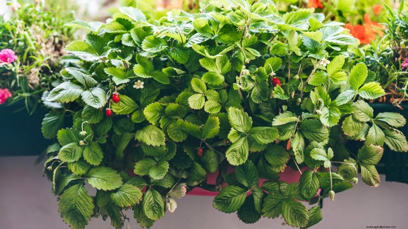 Container‑Friendly Vegetable Pairings: 9 Proven Combinations for Maximized Yield
