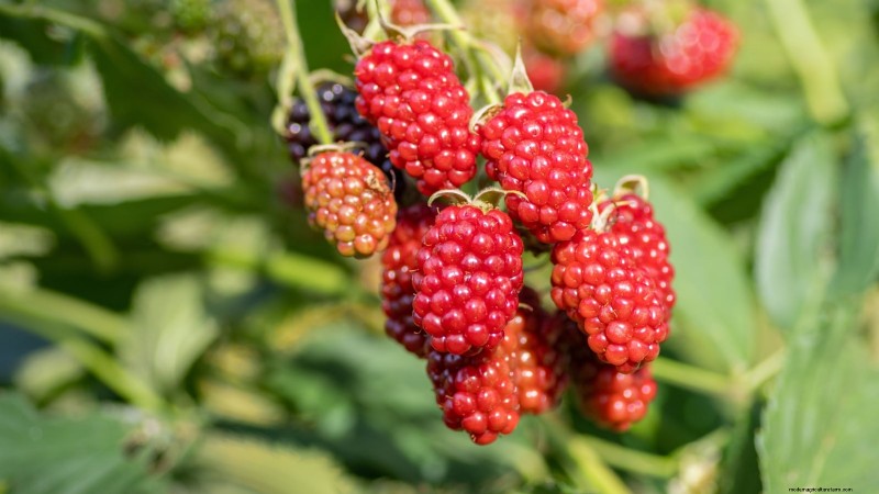 Tayberry Planting Guide: Cultivation, Care, and Harvesting Tips