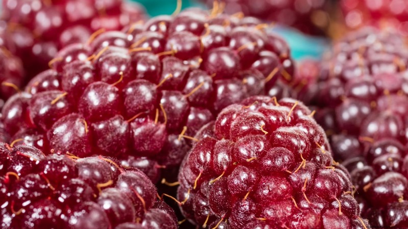 Tayberry Planting Guide: Cultivation, Care, and Harvesting Tips