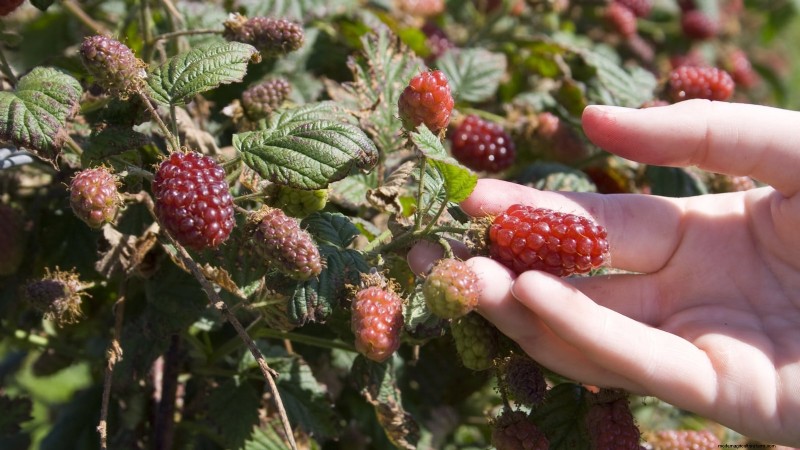 Tayberry Planting Guide: Cultivation, Care, and Harvesting Tips