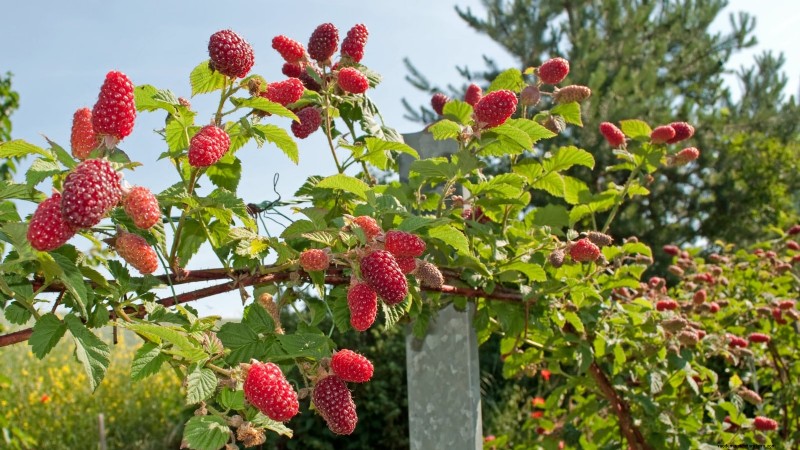 Tayberry Planting Guide: Cultivation, Care, and Harvesting Tips
