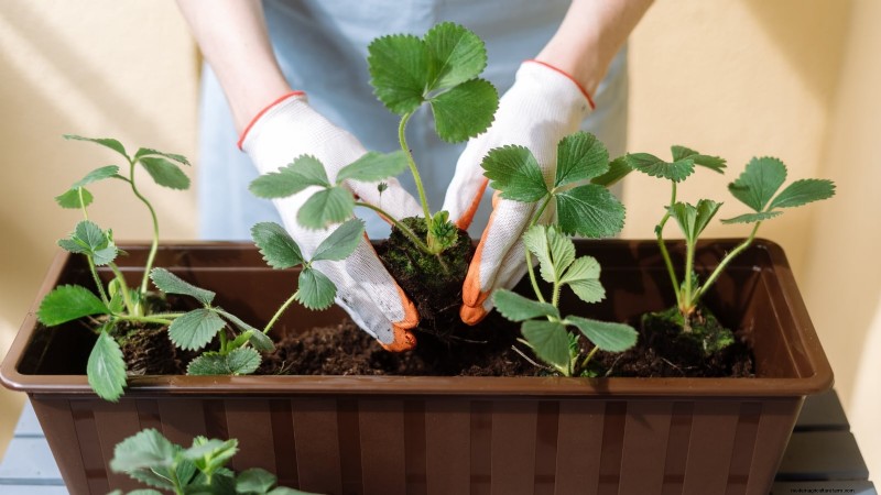 Tayberry Planting Guide: Cultivation, Care, and Harvesting Tips