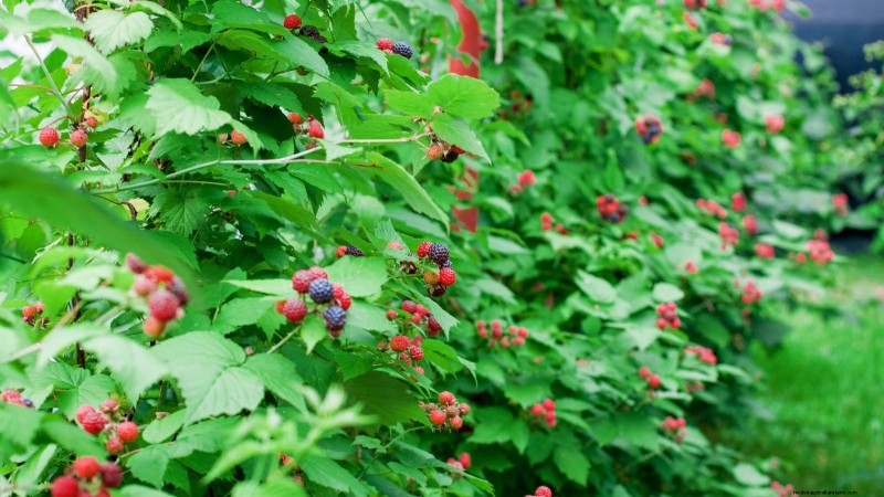 Tayberry Planting Guide: Cultivation, Care, and Harvesting Tips