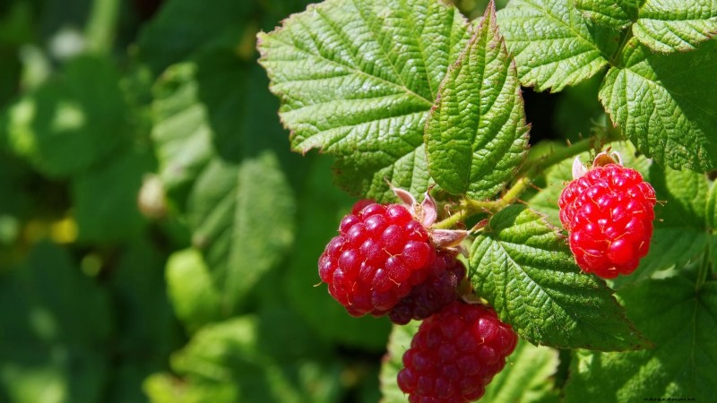 Tayberry Planting Guide: Cultivation, Care, and Harvesting Tips