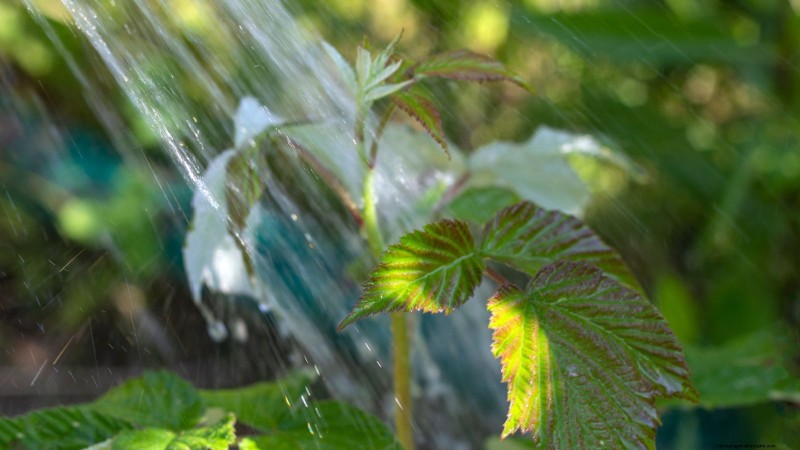 Tayberry Planting Guide: Cultivation, Care, and Harvesting Tips