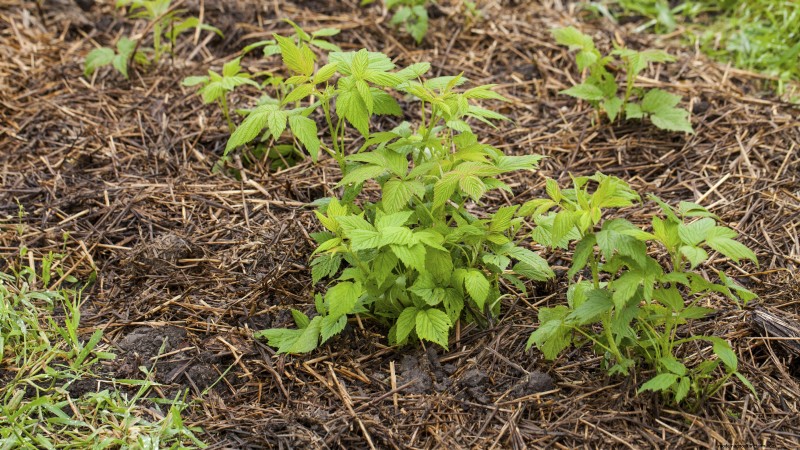 Tayberry Planting Guide: Cultivation, Care, and Harvesting Tips