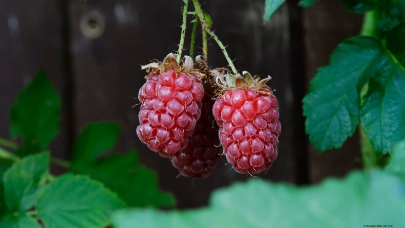 Tayberry Planting Guide: Cultivation, Care, and Harvesting Tips