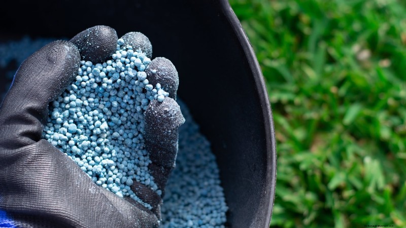Tayberry Planting Guide: Cultivation, Care, and Harvesting Tips