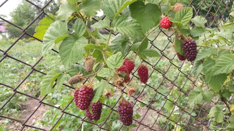 Tayberry Planting Guide: Cultivation, Care, and Harvesting Tips