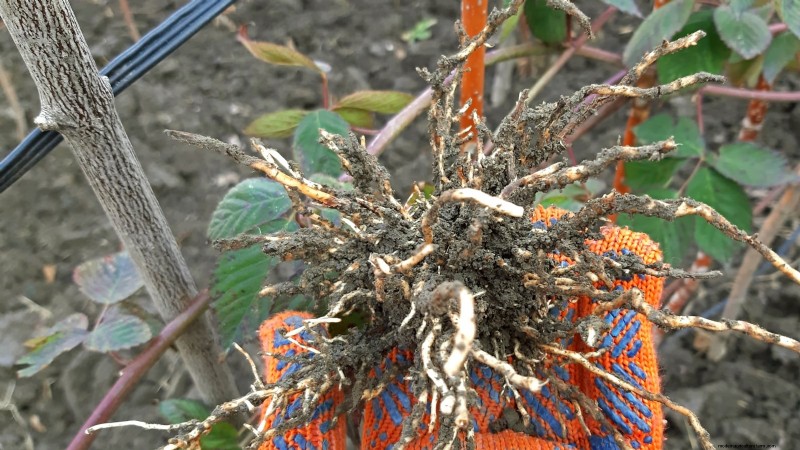 Tayberry Planting Guide: Cultivation, Care, and Harvesting Tips