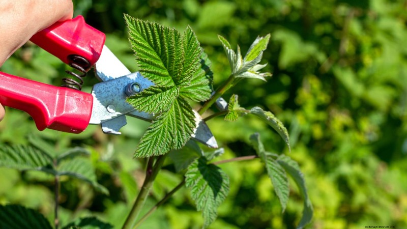 Tayberry Planting Guide: Cultivation, Care, and Harvesting Tips