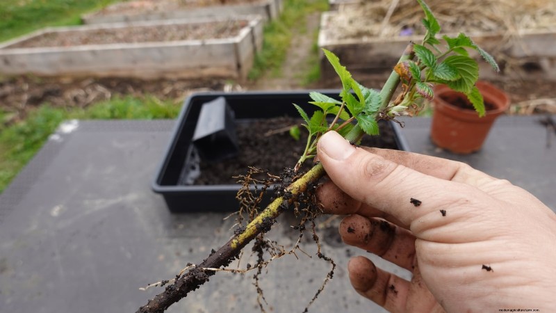 Tayberry Planting Guide: Cultivation, Care, and Harvesting Tips