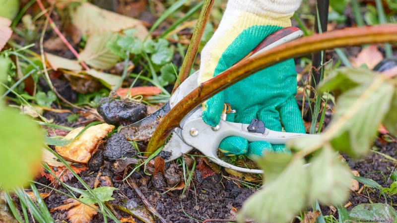 Tayberry Planting Guide: Cultivation, Care, and Harvesting Tips