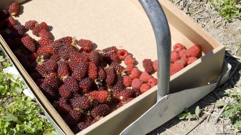 Tayberry Planting Guide: Cultivation, Care, and Harvesting Tips