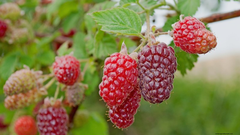 Tayberry Planting Guide: Cultivation, Care, and Harvesting Tips