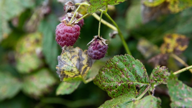 Tayberry Planting Guide: Cultivation, Care, and Harvesting Tips
