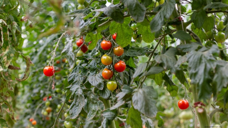 11 Must‑Try Dwarf Tomato Varieties for Every Garden