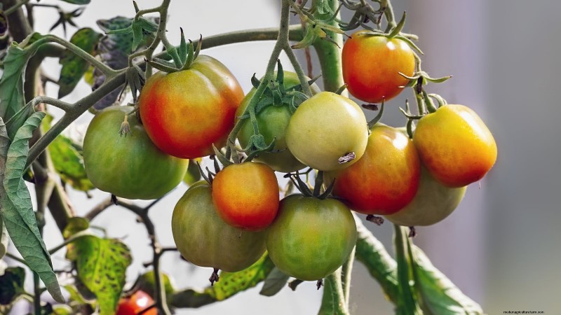 11 Must‑Try Dwarf Tomato Varieties for Every Garden