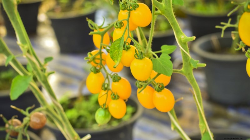 11 Must‑Try Dwarf Tomato Varieties for Every Garden