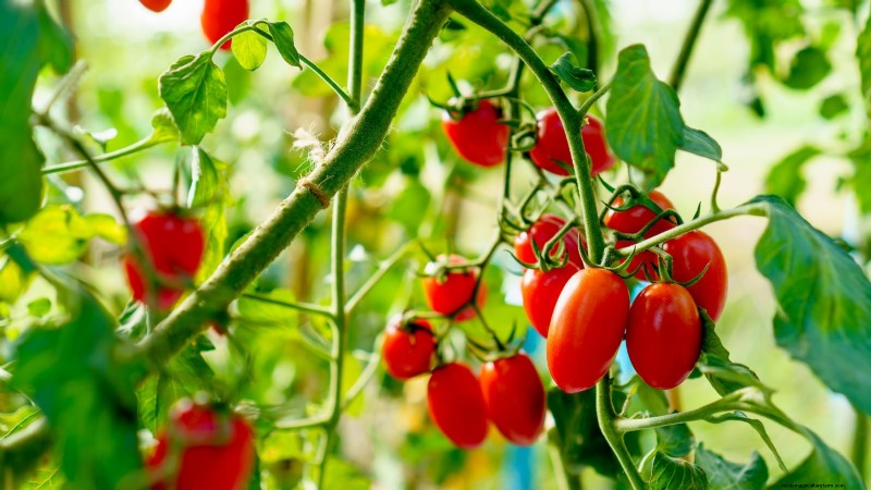 11 Must‑Try Dwarf Tomato Varieties for Every Garden