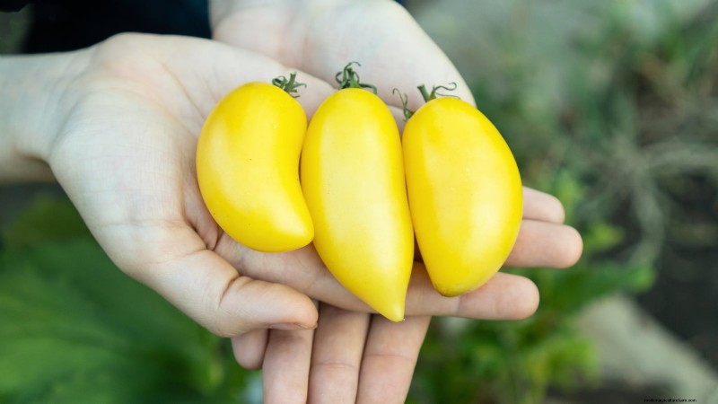 11 Must‑Try Dwarf Tomato Varieties for Every Garden
