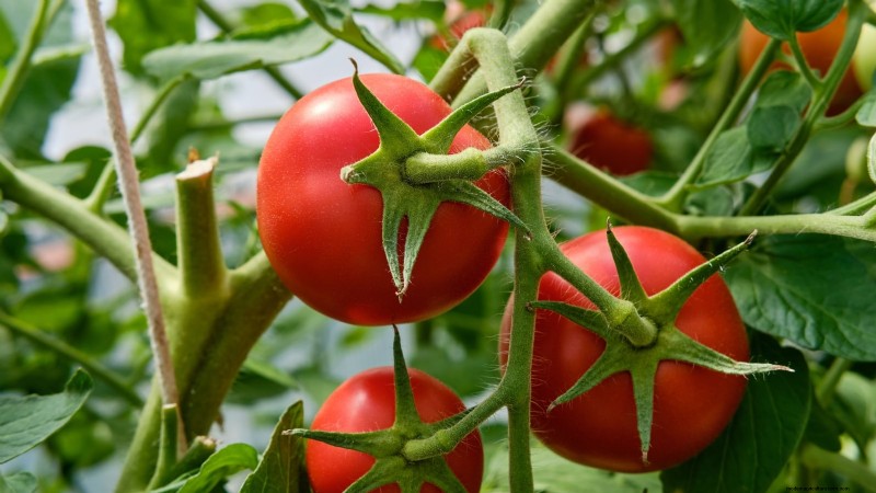 11 Must‑Try Dwarf Tomato Varieties for Every Garden