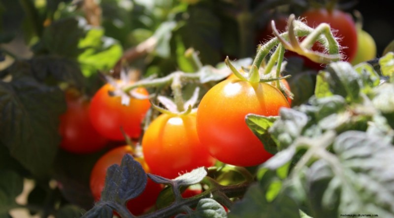 11 Must‑Try Dwarf Tomato Varieties for Every Garden