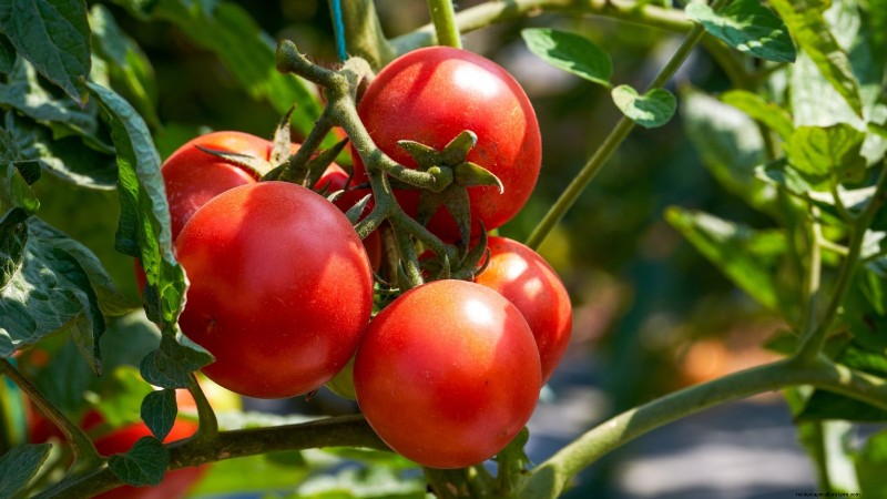 11 Must‑Try Dwarf Tomato Varieties for Every Garden