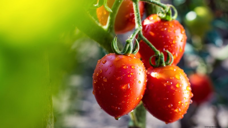 11 Must‑Try Dwarf Tomato Varieties for Every Garden