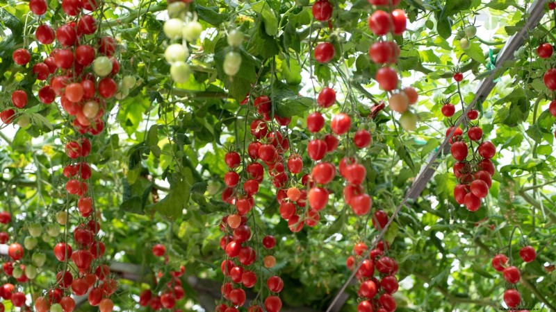 11 Must‑Try Dwarf Tomato Varieties for Every Garden