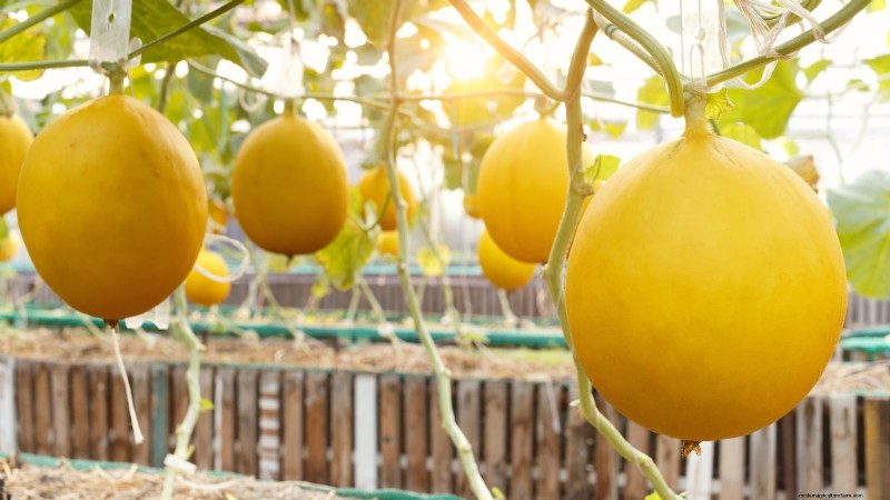 Grow Honeydew Melons at Home: A Complete Planting, Care, and Harvest Guide