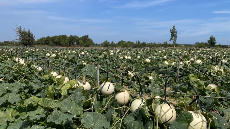 Grow Honeydew Melons at Home: A Complete Planting, Care, and Harvest Guide