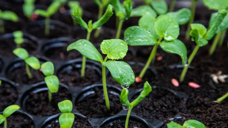 Grow Honeydew Melons at Home: A Complete Planting, Care, and Harvest Guide