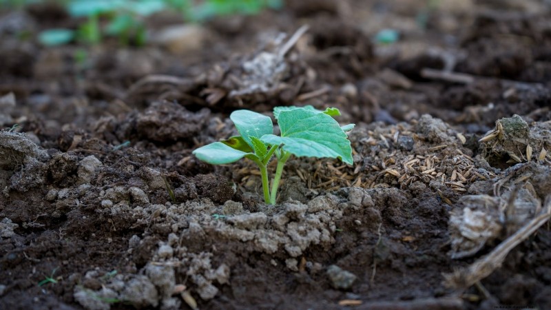 Grow Honeydew Melons at Home: A Complete Planting, Care, and Harvest Guide