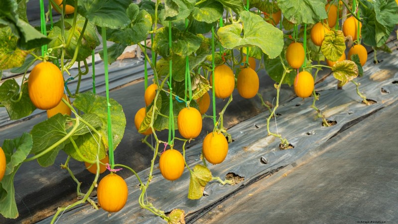 Grow Honeydew Melons at Home: A Complete Planting, Care, and Harvest Guide