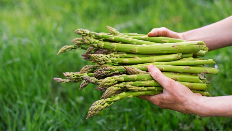 Not All Veggies Suit Pots: Why Some Must Grow in Beds