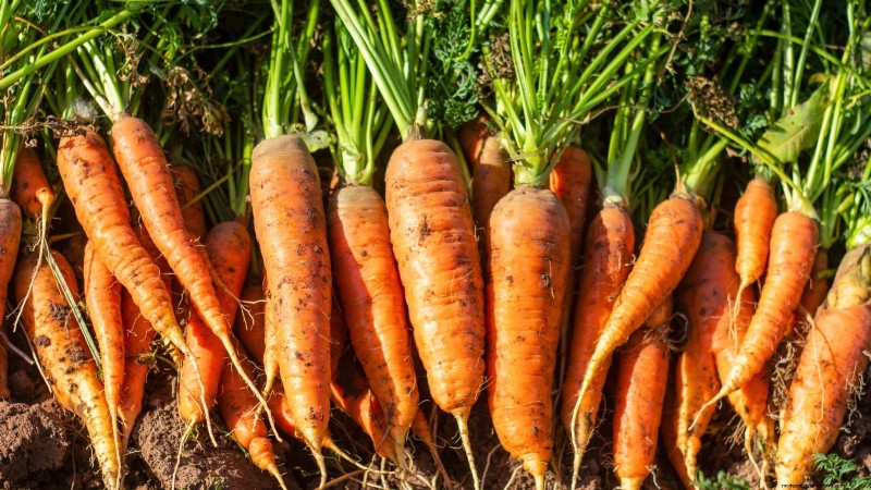 Not All Veggies Suit Pots: Why Some Must Grow in Beds