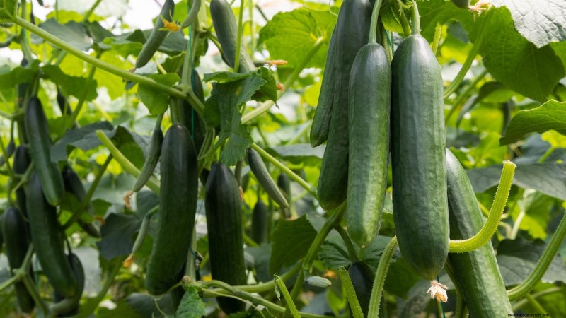 Not All Veggies Suit Pots: Why Some Must Grow in Beds