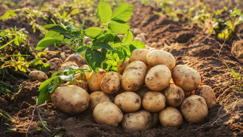 Not All Veggies Suit Pots: Why Some Must Grow in Beds
