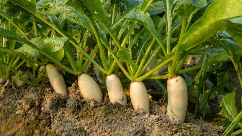 Not All Veggies Suit Pots: Why Some Must Grow in Beds