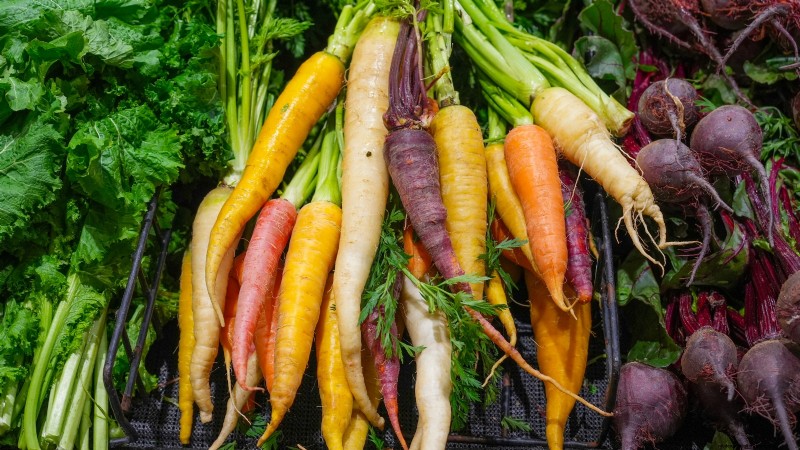 Plant 9 Vibrant Carrot Varieties This Spring – Expert Guide to Colorful Roots