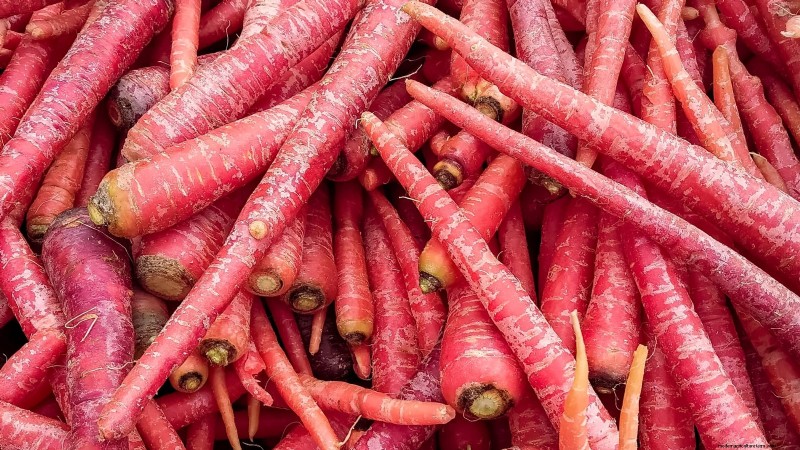 Plant 9 Vibrant Carrot Varieties This Spring – Expert Guide to Colorful Roots