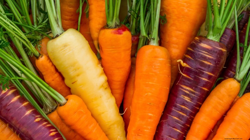 Plant 9 Vibrant Carrot Varieties This Spring – Expert Guide to Colorful Roots