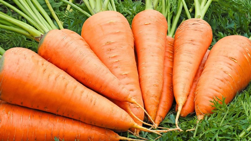 Plant 9 Vibrant Carrot Varieties This Spring – Expert Guide to Colorful Roots