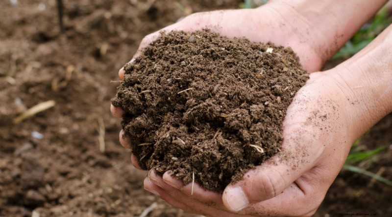 Grow Carrots From Seed: 5 Proven Steps for a Flawless Crop